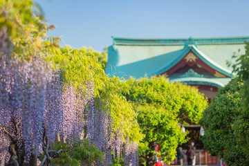 亀戸天神　藤の花