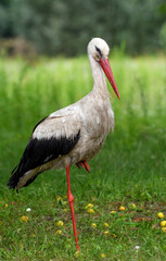 White Stork stands on one leg