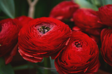 Red ranunculus flowers in a bouquet, close up