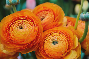 Orange ranunculus flowers in a bouquet, close up