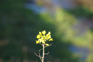 菜の花