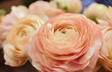 Pale ranunculus flowers in a bouquet, close up