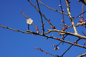 早春の梅の花