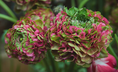 Obraz premium Pink and Green Pon Pon Ranunculus