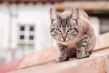 stray cat with different colored eyes