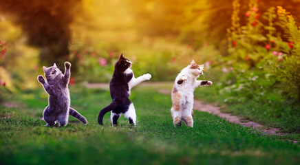 three agile cats in the summer in a sunny meadow they play on the green grass and stand funny...