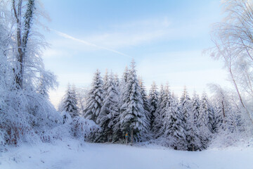 winter forest in the snow