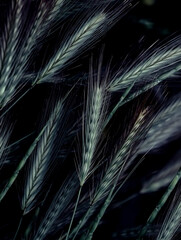 Ears of wheat on a dark background. Vintage photo natural background. 