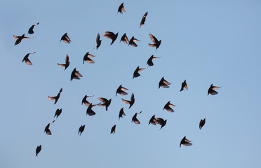 Beautiful large flock of starlings - The natural phenomenon 