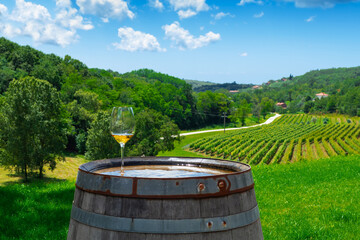 Glass with white wine on the rustic wooden barrel. Istrian vineyard in background. Croatia.