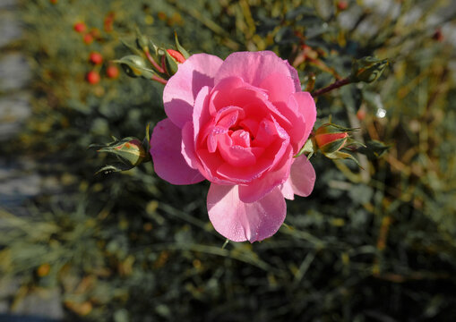 Beautiful pink rose with dews close-up in the garden across blossoms. Spring natural floral background. Card copy space