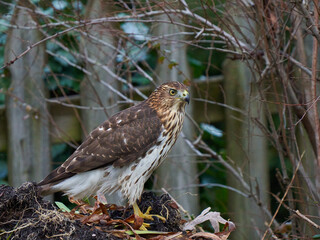 Cooper's Hawk