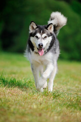 Alaskan Malamute in spring