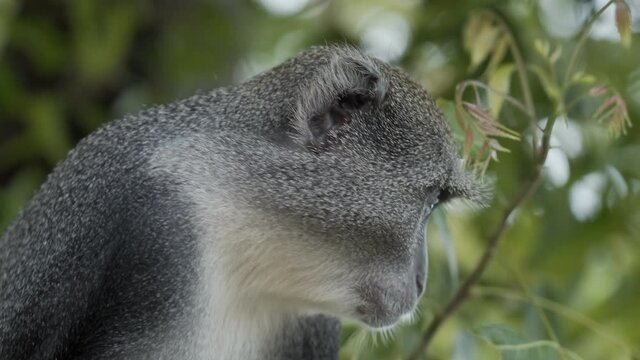 A closeup footage of a Sykes' monkey gazing
