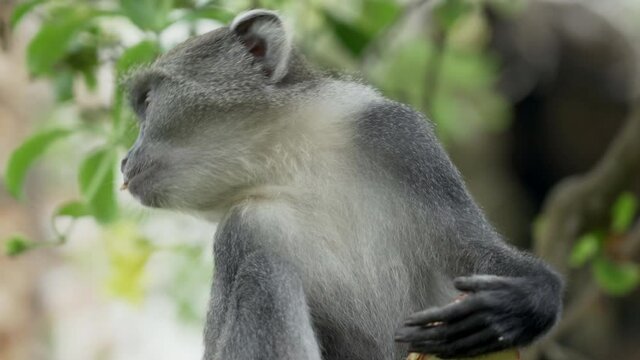 Sykes monkey eating coconut on a tree