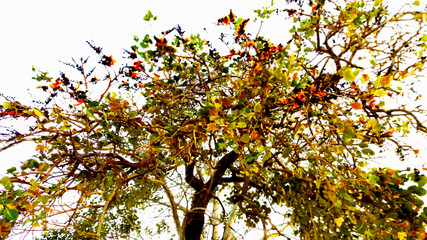 Palas Scientific name Butea monosperma (Lam.) Taub. It is classified in the pea family (FABACEAE or LEGUMINOSAE) and is in the pea subfamily FABOIDEAE (PAPILIONOIDEAE or PAPILIONACEAE). Properties of 