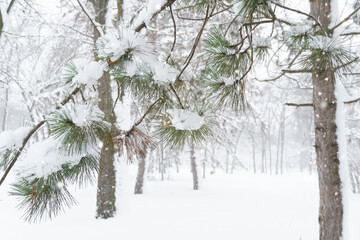 winter city park, trees and branches closeup in the snow, blizzard and snowfall