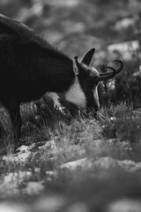 Kozica tatrzańska spotkana w rejonie Hali Gąsienicowej. © Mariusz Szymanek