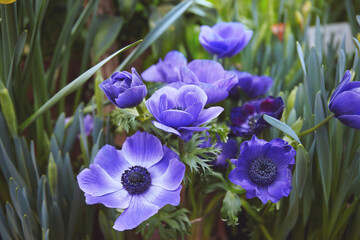 Lilac anemone flowers blooming in the garden