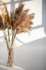 pampas grass on a white background with the rays of the sun