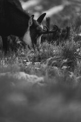 Kozica tatrzańska spotkana w rejonie Hali Gąsienicowej. © Mariusz Szymanek