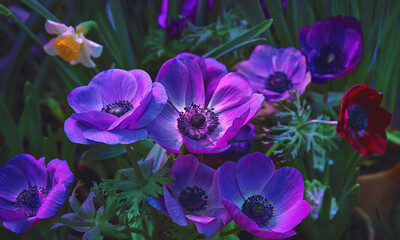 Lilac anemone flowers blooming in the garden
