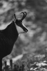 Kozica tatrzańska spotkana w rejonie Hali Gąsienicowej. © Mariusz Szymanek
