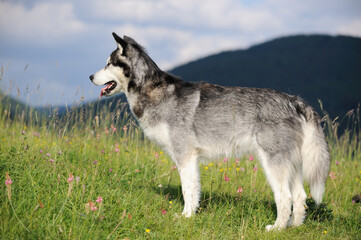 Alaskan Malamute in spring