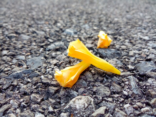 Yellow flowers falling on the road
