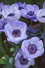 Lilac anemone flowers blooming in the garden