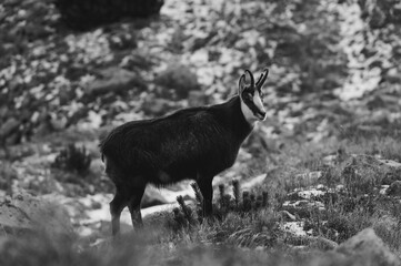 Kozica tatrzańska spotkana w rejonie Hali Gąsienicowej.