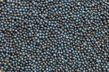 Macro. Processed blue-coated rapeseed seeds in a petri dish in the lab