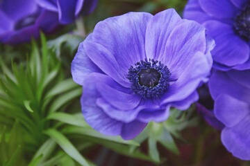 Lilac anemone flowers blooming in the garden