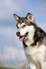 Alaskan Malamute in spring
