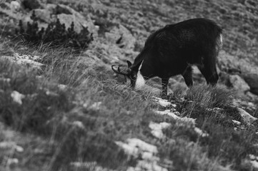 Kozica tatrzańska spotkana w rejonie Hali Gąsienicowej. © Mariusz Szymanek