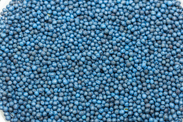 Macro. Processed blue-coated rapeseed seeds in a petri dish in the lab