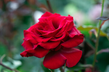 Red rose close-up in garden. Rosebush, nature background. Bright summer floral wallpaper. Flower decoration. The concept of gardening.