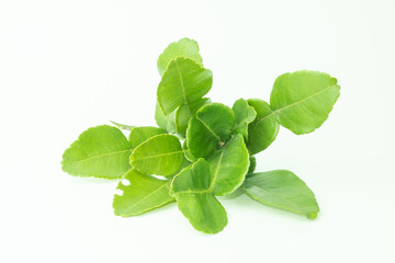 Kaffir lime leaves on white background