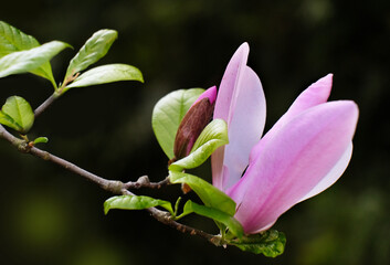 Flower and bud of pink magnolia