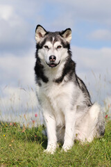 Alaskan Malamute in spring