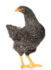 one black chicken isolated on white background, studio shoot