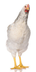 one white chicken isolated on white background, studio shoot