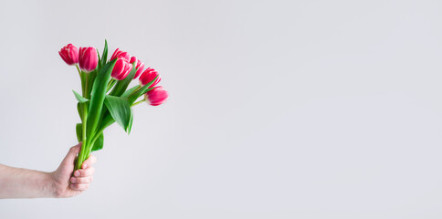 Banner Men hand with pink Tulips bouquet on grey. Springtime Woman and mother day concept. Easter and spring greeting card copyspace Minimalism.