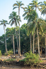 Obraz premium Wild domestic pig boars under the palm trees in the yard are fed from trough feeders. Dogs and pigs, birds, livestock are eaten on the farm in the yard. Asia India the countryside.