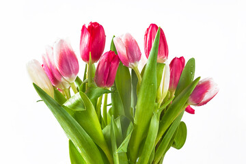 Happy Valentine's day greeting card. Beautiful bouquet of purple and white tulips with waterdrops on white background