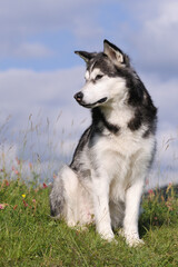 Alaskan Malamute in spring