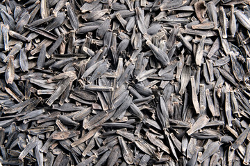 Dahlia flower seeds, macro shot. Storage and preparation for planting. A genus of perennial herbaceous plants of the Astrov family. Organic background