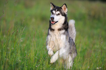 Alaskan Malamute in spring