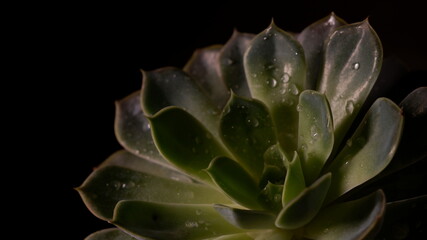 Green succulent plant with water drops on a dark background in a ceramic pot. Home plant. The...