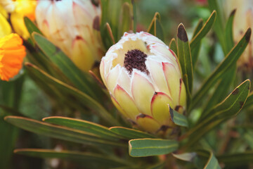 Blooming protea in the greenhouse